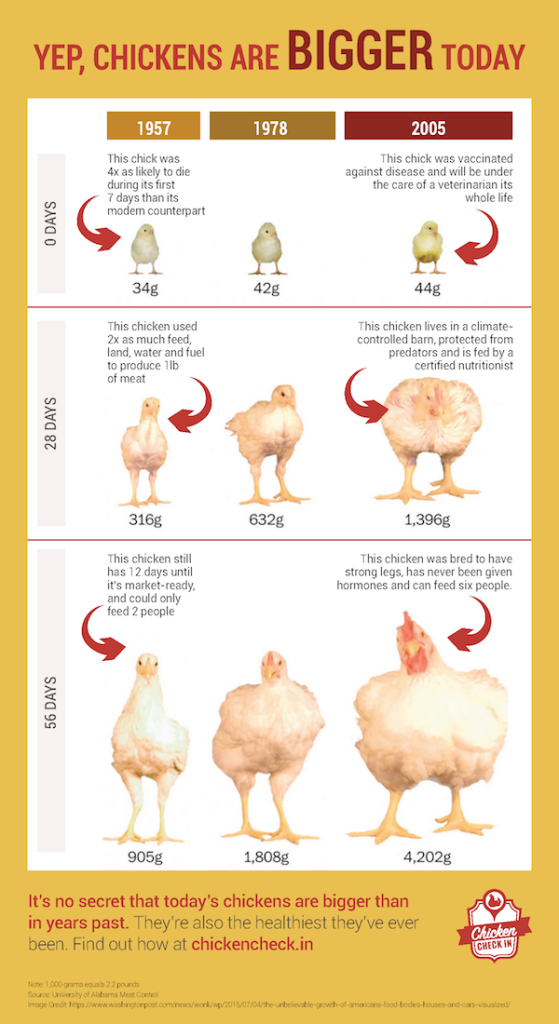 How Much Do Mature Broiler Chickens Roughly Weight Responses At Sean 