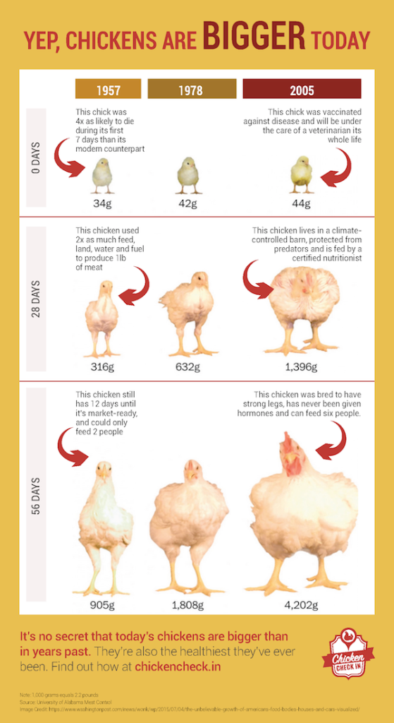 How Fast Do Meat Chickens Grow?