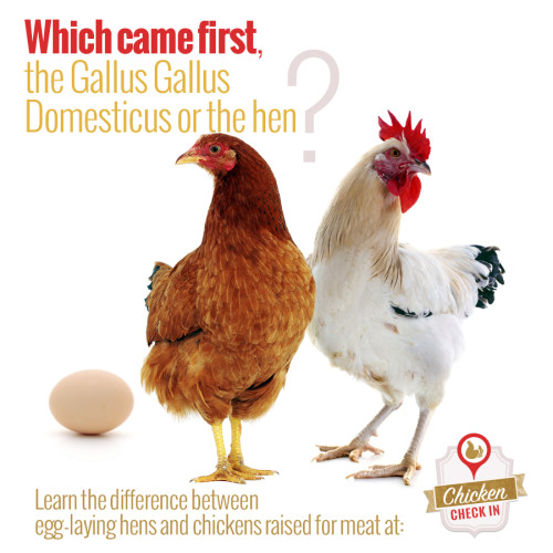 What are broiler chickens? - Chicken Check In