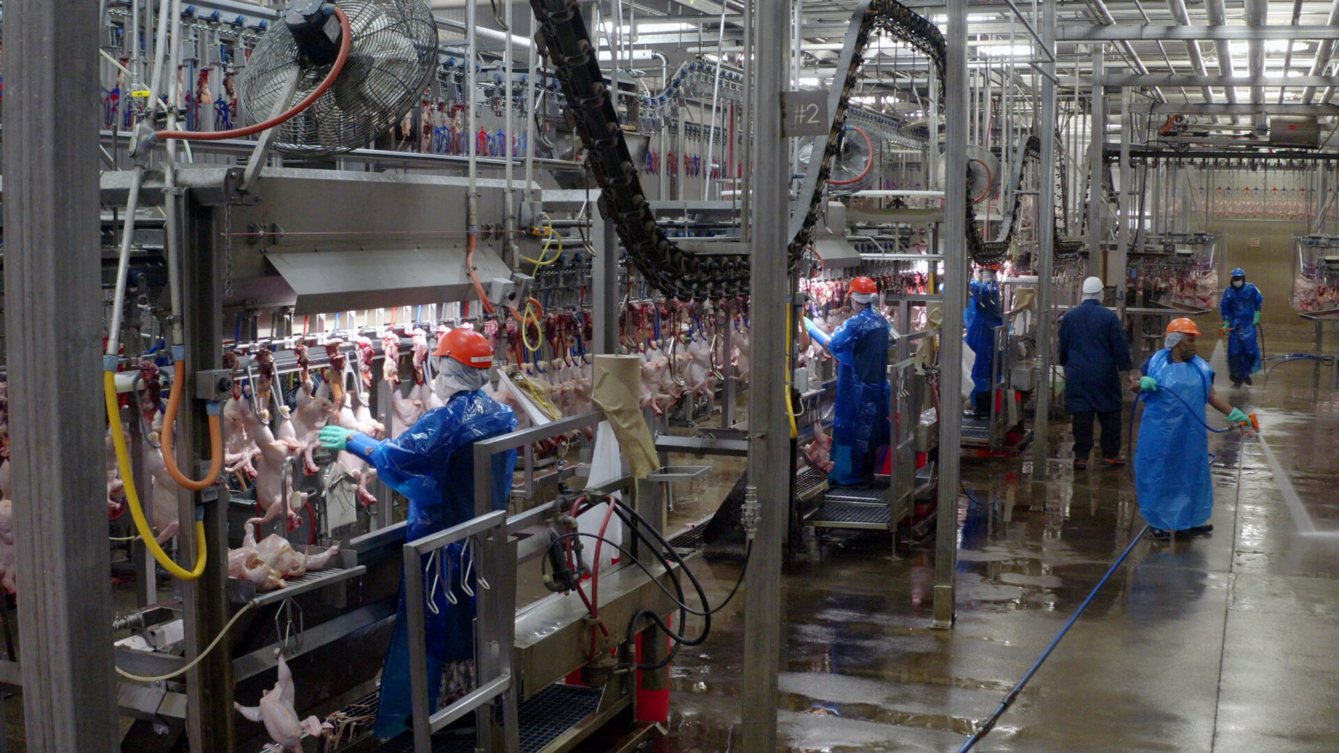 What Is Poultry Meat Processing at jameslgarcia blog