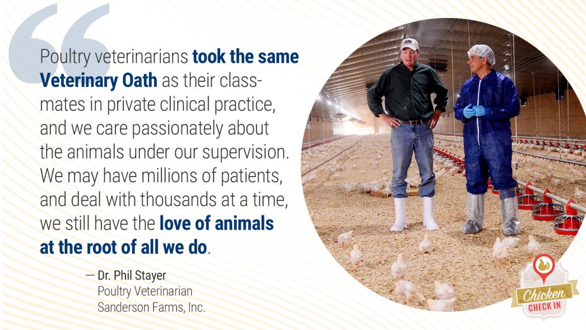 Get to Know a Poultry Veterinarian // Q&A with a Poultry Vet Dr. Phil ...